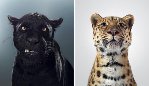 Te portrety dzikich kotów ujawniają, że wszystkie mają różne charaktery!