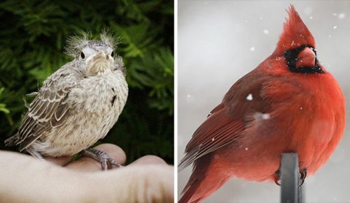 30 ptaków i porównanie jak wyglądają gdy są młode i dorosłe!