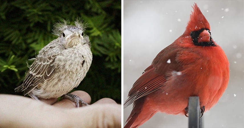 30 ptaków i porównanie jak wyglądają gdy są młode i dorosłe!
