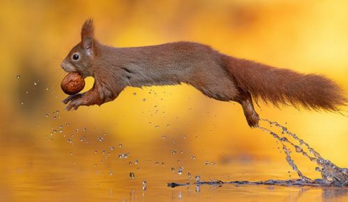 Fotograf czekał godziny, aby uchwycić jesienną sielankę wiewiórek nad jeziorem!