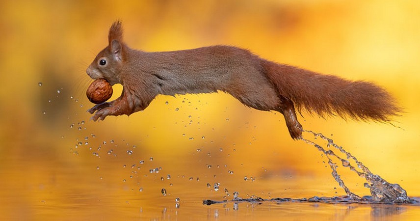 Fotograf czekał godziny, aby uchwycić jesienną sielankę wiewiórek nad jeziorem!