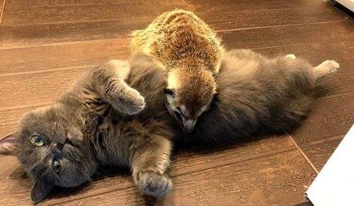 Surykatka i kot zostali najlepszymi przyjaciółmi i podbili serca ludzi na Instagramie!