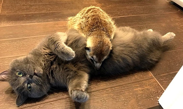 Surykatka i kot zostali najlepszymi przyjaciółmi i podbili serca ludzi na Instagramie!