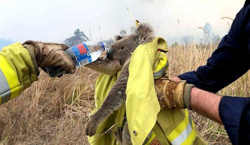 Oto 24 zdjęcia ocalonych zwierząt z dewastujących pożarów w Australii!