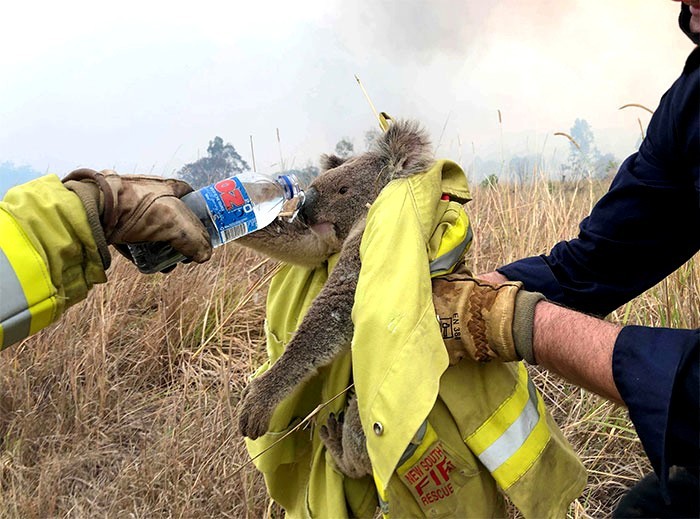 Oto 24 zdjęcia ocalonych zwierząt z dewastujących pożarów w Australii!