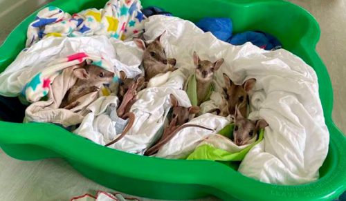 Te urocze małe kangurki, które zostały uratowane z australijskich pożarów, dostały imiona po sławnych darczyńcach!