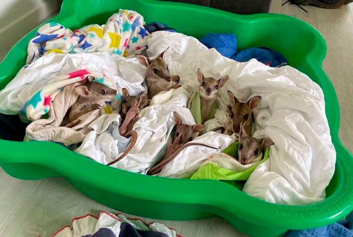 Te urocze małe kangurki, które zostały uratowane z australijskich pożarów, dostały imiona po sławnych darczyńcach!