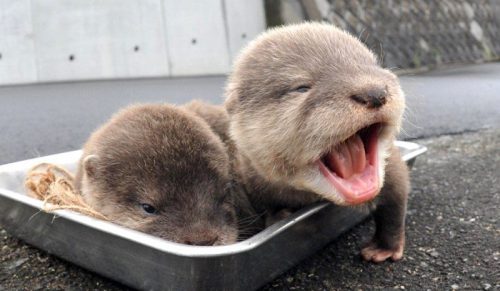 Jeśli czujesz się przygnębiony, te 30 zdjęć małych wydr sprawią, że się uśmiechniesz!