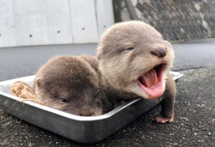 Jeśli czujesz się przygnębiony, te 30 zdjęć małych wydr sprawią, że się uśmiechniesz!