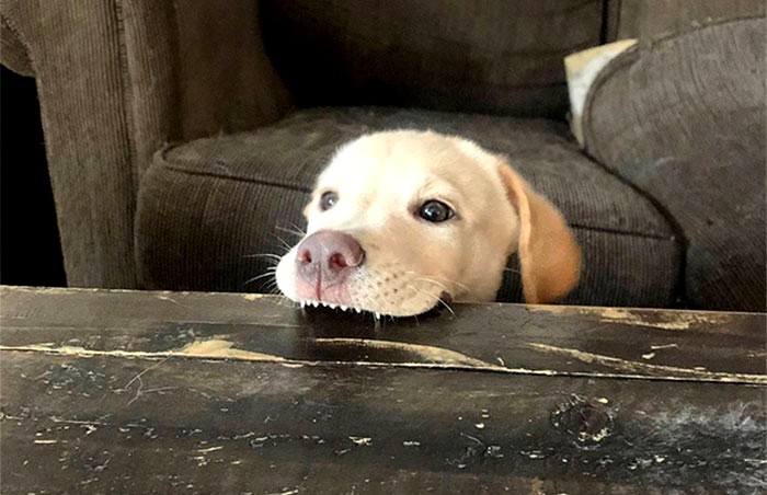 30 najdziwniejszych zdjęć psów, na których ich zęby są widoczne w zabawny sposób!