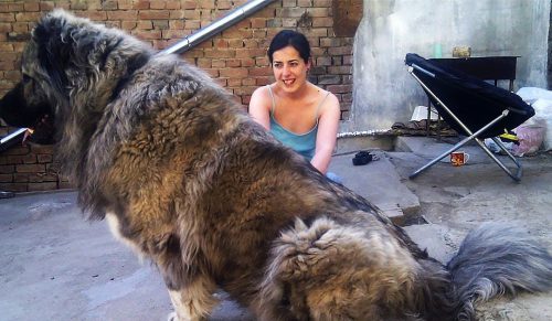 21 osób, które chciały psa, ale dostały gigantycznego puchatego wilka!