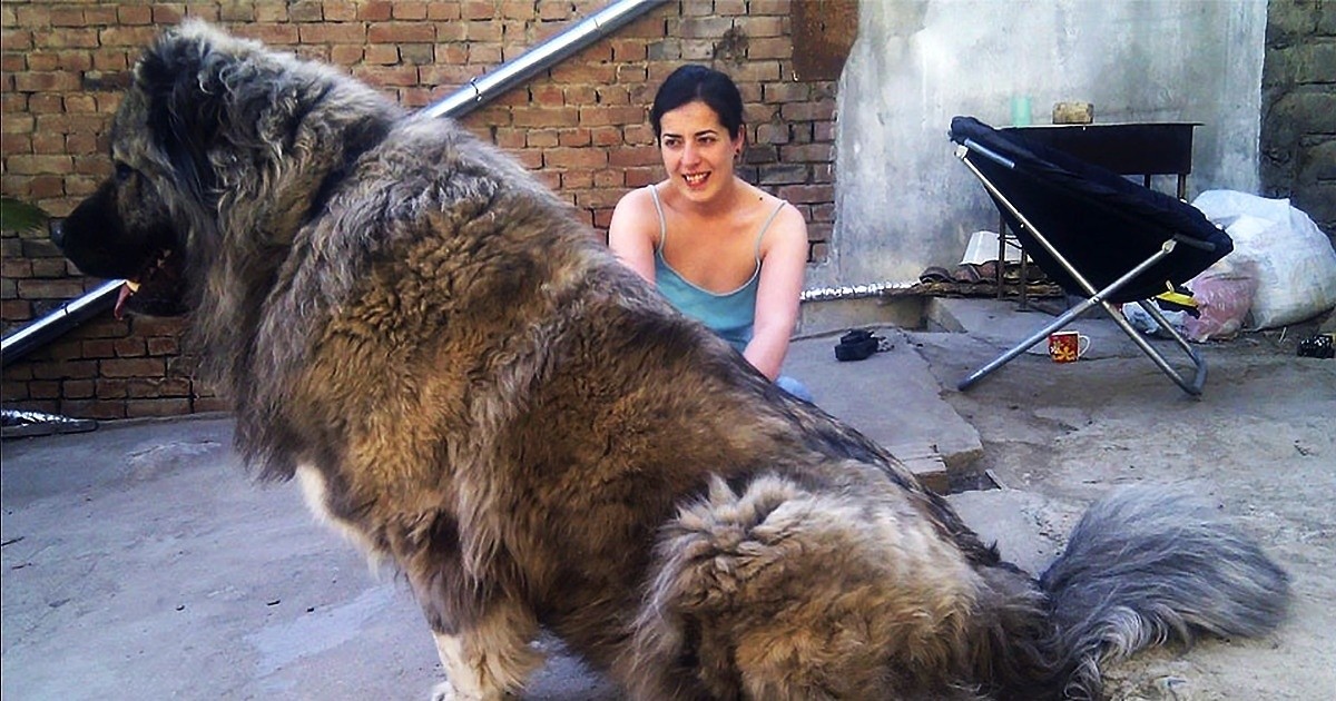 21 osób, które chciały psa, ale dostały gigantycznego puchatego wilka!