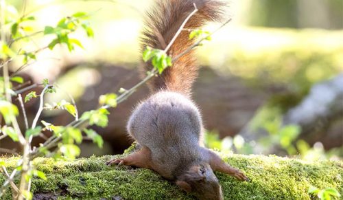 Kreatywny fotograf robi zabawne zdjęcia wiewiórkom, żeby ludzie się uśmiechali!