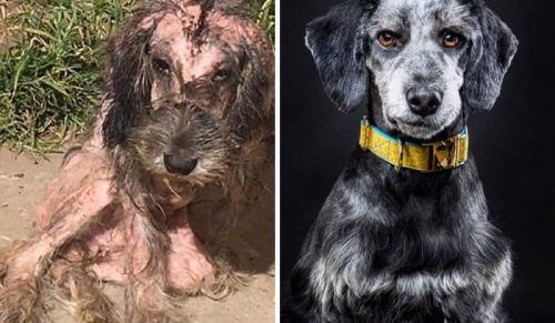 Mężczyzna udostępnia 28 niesamowitych transformacji psów „przed i po”, pokazując, co potrafi miłość!