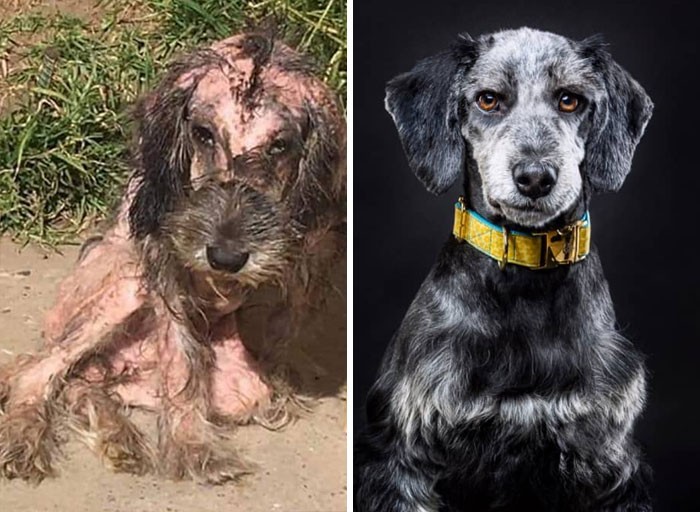 Mężczyzna udostępnia 28 niesamowitych transformacji psów „przed i po”, pokazując, co potrafi miłość!