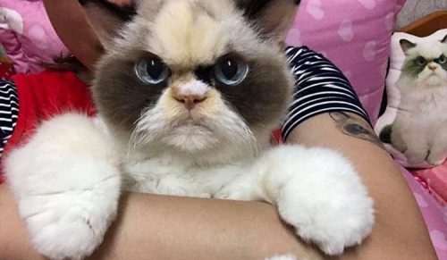 Oto następny „Grumpy Cat”, który wygląda na bardziej wściekłego niż jego poprzednik!
