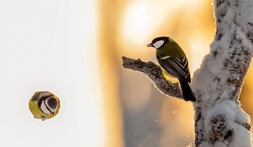 Zobacz niesamowite zdjęcia dzikich zwierząt wykonane przez fińskiego fotografa!