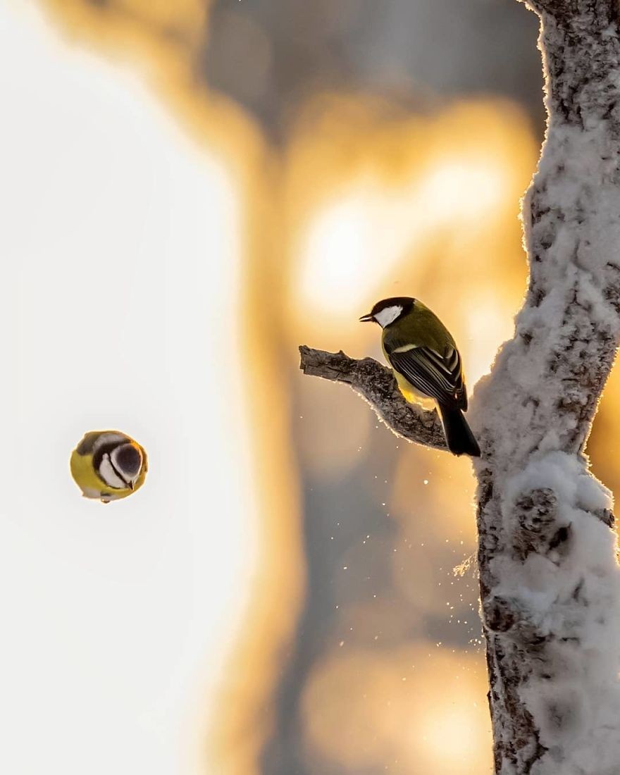 Zobacz niesamowite zdjęcia dzikich zwierząt wykonane przez fińskiego fotografa!