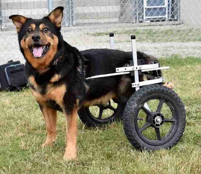 Niepełnosprawny pies był 4 razy zwracany do schroniska. Na szczęście znalazł kochający dom!