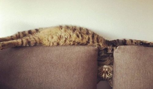 Zdjęcia niesamowicie długich kotów, które wydają się rozciągać aż do nieskończoności!