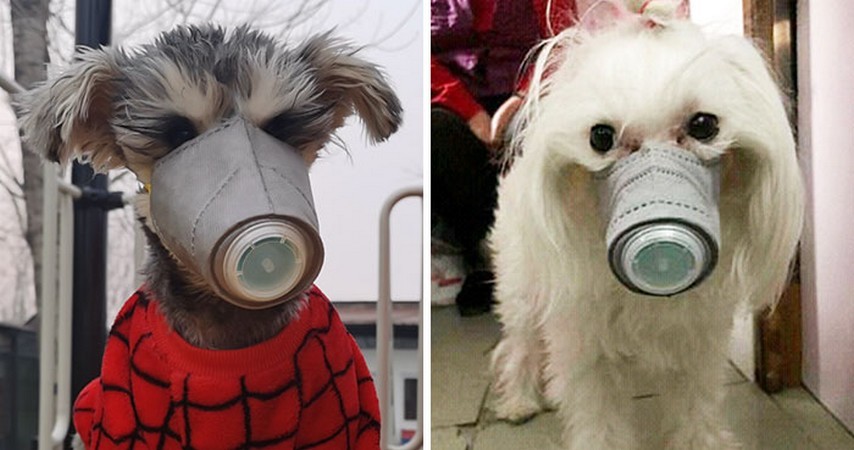 W obawie przed koronawirusem Chińczycy zaczęli nakładać maski swoim zwierzętom!