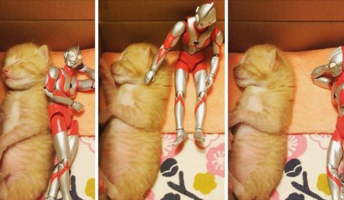Uratowany kotek wyrósł pod czujnym okiem opiekuńczego superbohatera!