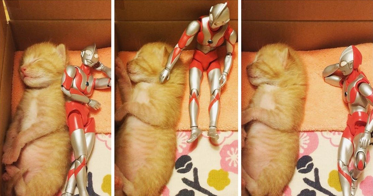 Uratowany kotek wyrósł pod czujnym okiem opiekuńczego superbohatera!