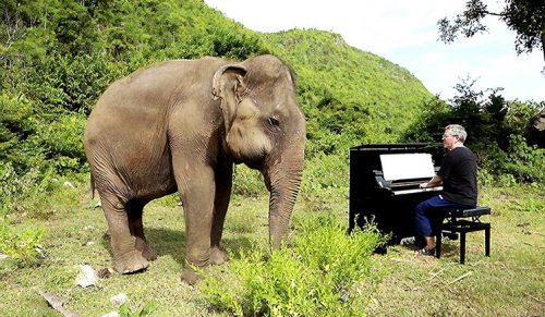 Ślepa słonica zaczyna tańczyć, gdy słyszy, jak pianista gra żeby ją pocieszyć!