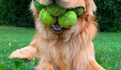 Pies z obsesją na punkcie piłek tenisowych bije rekord świata!