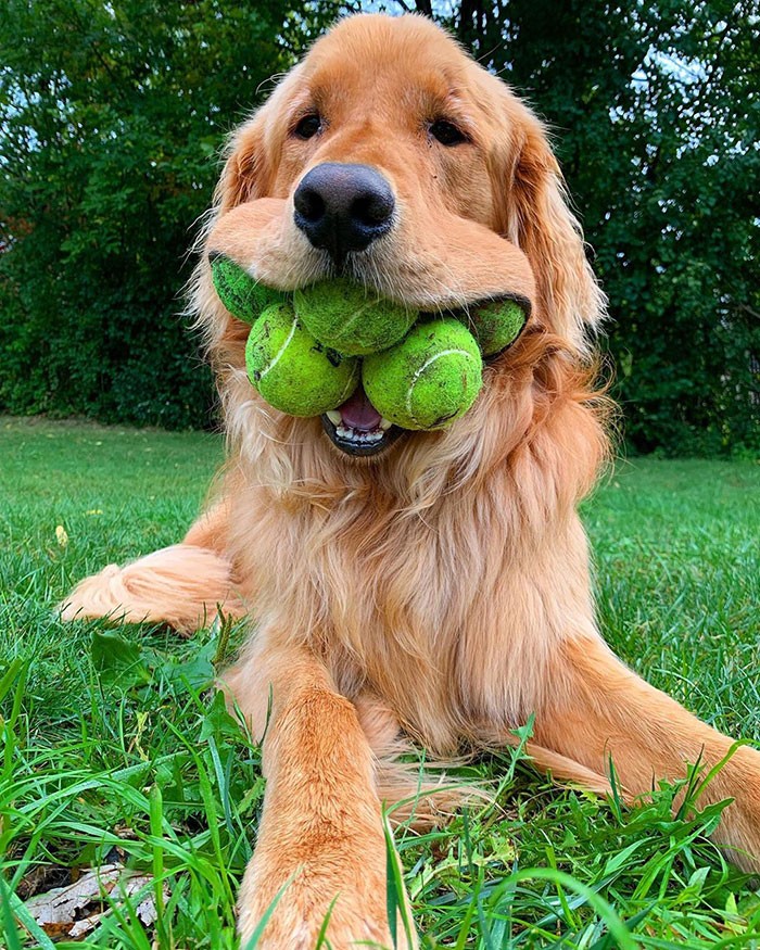 Pies z obsesją na punkcie piłek tenisowych bije rekord świata!