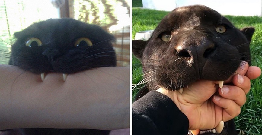 Ktoś udowadnia, że pantery to czarne koty wielkości XXXL, porównując je na 16 zdjęciach!
