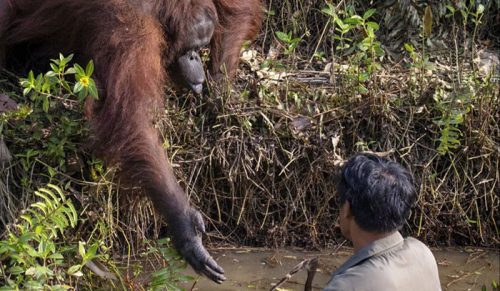 Fotograf uchwycił na zdjęciu orangutana pomagającego mężczyźnie wydostać się z rzeki!