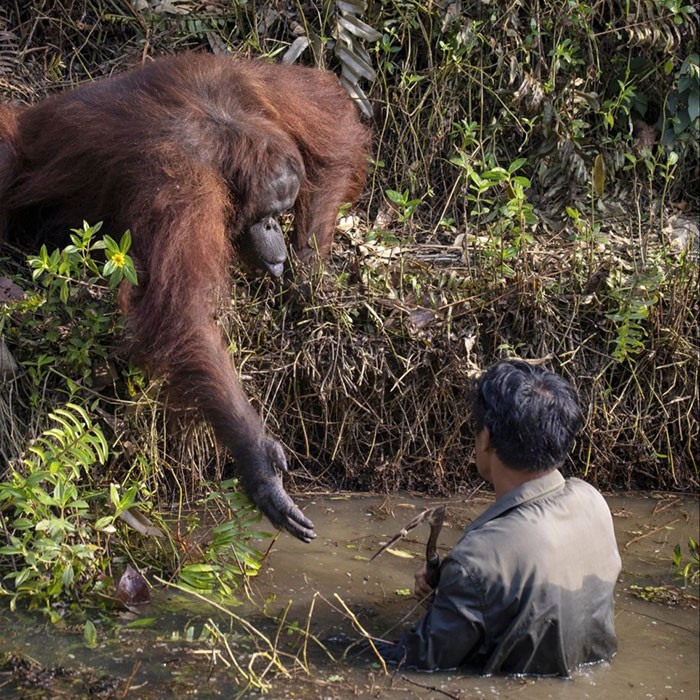 Fotograf uchwycił na zdjęciu orangutana pomagającego mężczyźnie wydostać się z rzeki!