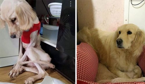 Niesamowite przemiany psów przed i po adopcji!