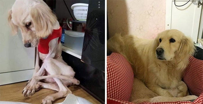 Niesamowite przemiany psów przed i po adopcji!