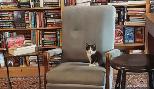 Kocięta swobodnie chodzą w tej księgarni w Kanadzie, a klienci mogą je nawet adoptować.