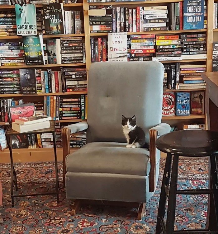 Kocięta swobodnie chodzą w tej księgarni w Kanadzie, a klienci mogą je nawet adoptować.