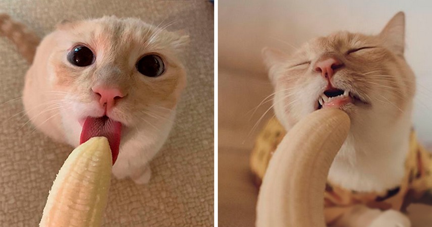 Kot, który kocha banany stał się popularny z powodu nieprzyzwoitego wyglądu jego zdjęć!