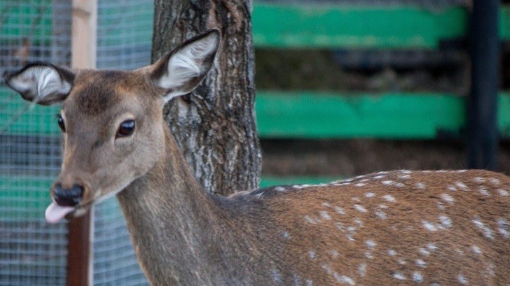 Zoo pokazało 15 zdjęć zwierząt, które idealnie oddają to, jak każdy z nas czuje się w poniedziałki!