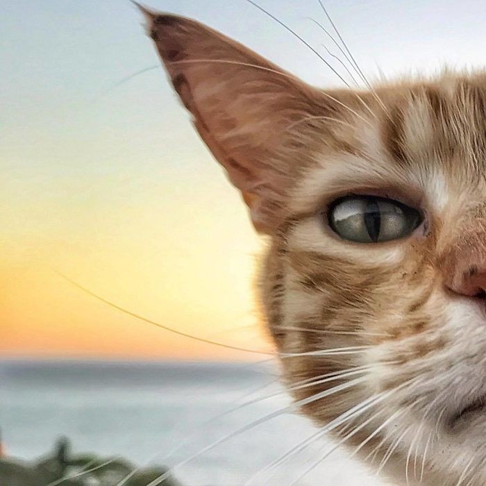 Włoszka dokumentuje beztroskie życie swojego kota i to sprawi, że poczujesz się zazdrosny.