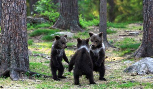 Nauczyciel natrafia na „tańczące” niedźwiadki w lesie w Finlandii.