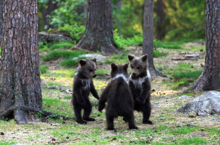 Nauczyciel natrafia na „tańczące” niedźwiadki w lesie w Finlandii.