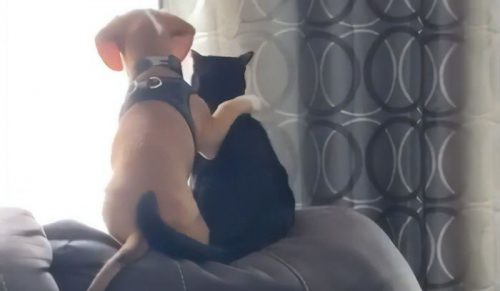Popularne wideo ukazuje uroczą chwilę, gdy szczeniak przytula się do kotka.