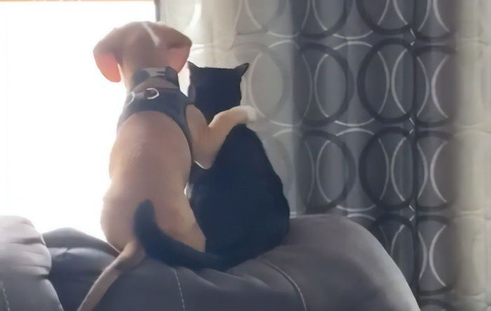 Popularne wideo ukazuje uroczą chwilę, gdy szczeniak przytula się do kotka.