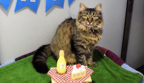 Pracownicy schroniska organizują urodziny dla tej kotki, mając nadzieję, że ktoś ją adoptuje.