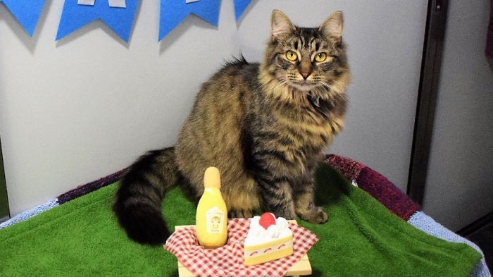Pracownicy schroniska organizują urodziny dla tej kotki, mając nadzieję, że ktoś ją adoptuje.