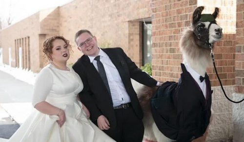 Mężczyzna przyszedł na ślub z lamą w smokingu!