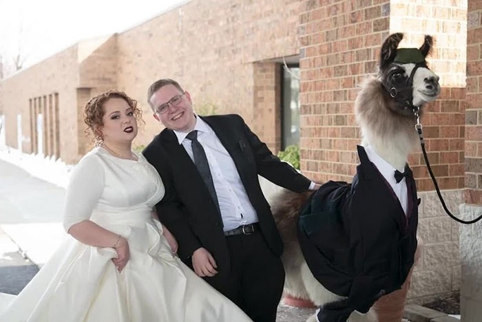 Mężczyzna przyszedł na ślub z lamą w smokingu!