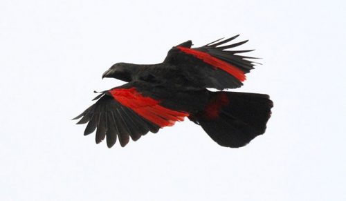 Oto majestatyczne „papugi Dracule”, które są najbardziej gotyckimi ptakami na ziemi!