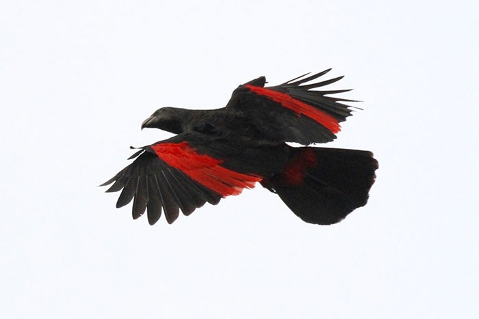 Oto majestatyczne „papugi Dracule”, które są najbardziej gotyckimi ptakami na ziemi!